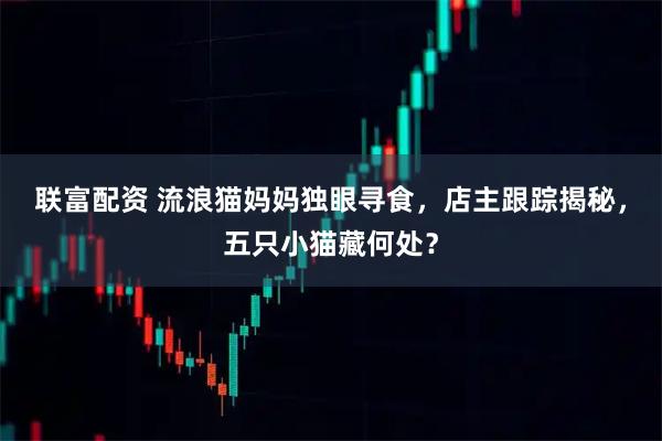 联富配资 流浪猫妈妈独眼寻食，店主跟踪揭秘，五只小猫藏何处？